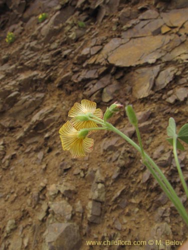 Oxalis sp. #2127の写真