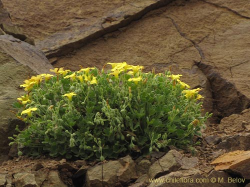 Image of Oxalis sp. #2127 (). Click to enlarge parts of image.