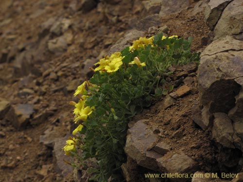 Image of Oxalis sp. #2127 (). Click to enlarge parts of image.