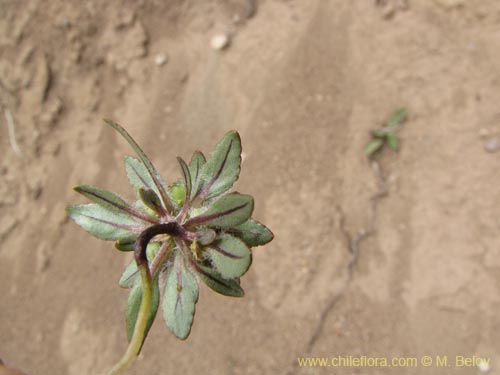 Image of Viola subandina (). Click to enlarge parts of image.