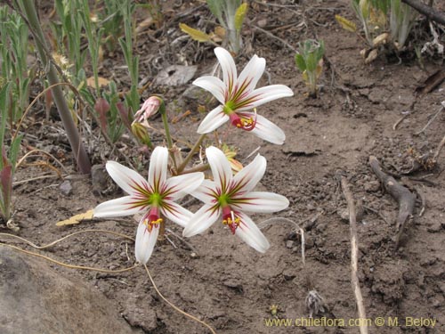 Image of Placea arzae (Placea). Click to enlarge parts of image.