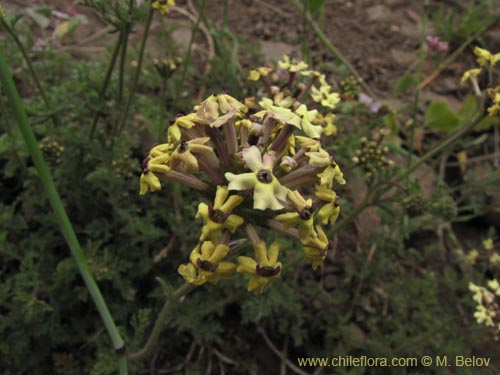 Image of Verbena sulphurea (Verbena amarilla). Click to enlarge parts of image.