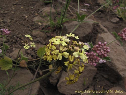 Image of Verbena sulphurea (Verbena amarilla). Click to enlarge parts of image.