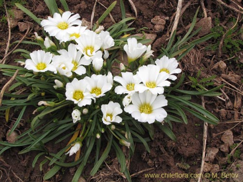 Фотография Calandrinia affinis (). Щелкните, чтобы увеличить вырез.