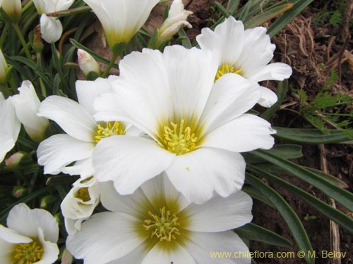 Calandrinia affinis의 사진