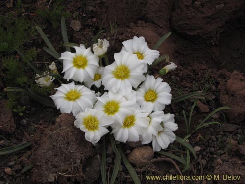 Image of Calandrinia affinis (). Click to enlarge parts of image.