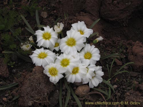 Фотография Calandrinia affinis (). Щелкните, чтобы увеличить вырез.