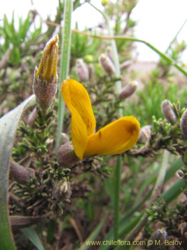 Image of Anarthrophyllum cummingi (). Click to enlarge parts of image.