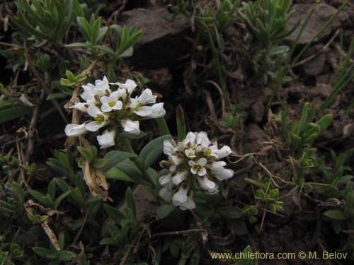 Image of Brassicaceae sp. #3100 (). Click to enlarge parts of image.