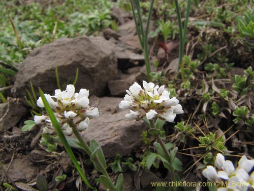 Brassicaceae sp. #3100의 사진