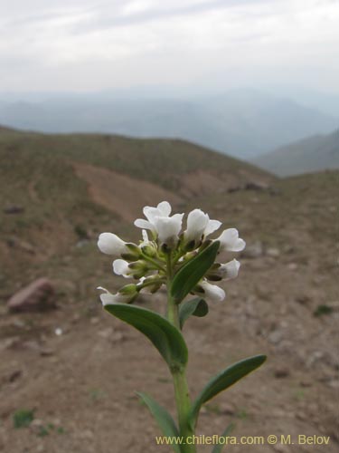 Imágen de Brassicaceae sp. #3100 (). Haga un clic para aumentar parte de imágen.