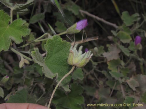 Imágen de Corynabutilon ceratocarpum (Malva de cordillera). Haga un clic para aumentar parte de imágen.