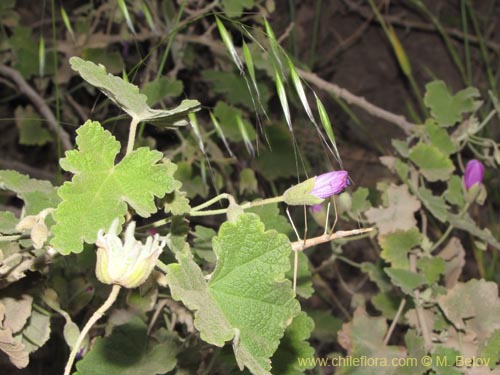 Imágen de Corynabutilon ceratocarpum (Malva de cordillera). Haga un clic para aumentar parte de imágen.