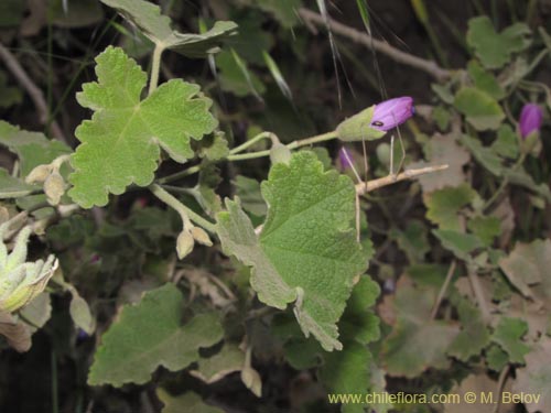 Imágen de Corynabutilon ceratocarpum (Malva de cordillera). Haga un clic para aumentar parte de imágen.