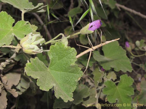 Bild von Corynabutilon ceratocarpum (Malva de cordillera). Klicken Sie, um den Ausschnitt zu vergrössern.