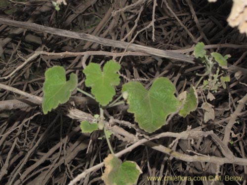 Image of Corynabutilon ceratocarpum (Malva de cordillera). Click to enlarge parts of image.