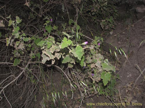 Imágen de Corynabutilon ceratocarpum (Malva de cordillera). Haga un clic para aumentar parte de imágen.