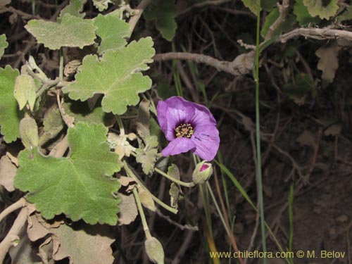 Imágen de Corynabutilon ceratocarpum (Malva de cordillera). Haga un clic para aumentar parte de imágen.