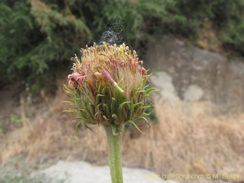 未確認の植物種 sp. #3104の写真