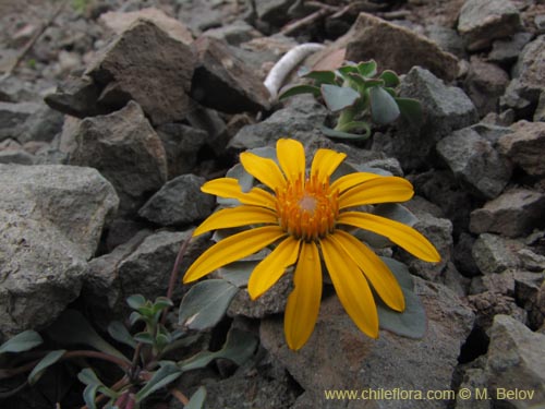 Image of Chaetanthera glabrata (Chinita). Click to enlarge parts of image.