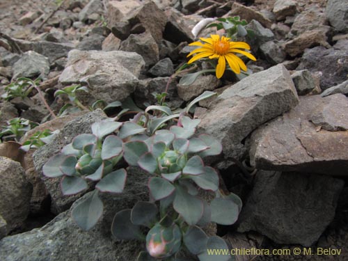 Imágen de Chaetanthera glabrata (Chinita). Haga un clic para aumentar parte de imágen.