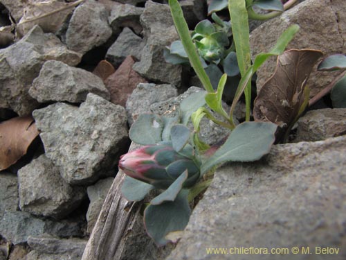 Image of Chaetanthera glabrata (Chinita). Click to enlarge parts of image.