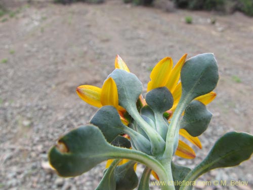 Image of Chaetanthera glabrata (Chinita). Click to enlarge parts of image.