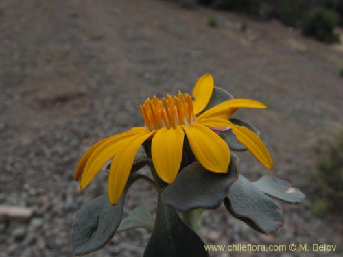 Bild von Chaetanthera glabrata (Chinita). Klicken Sie, um den Ausschnitt zu vergrössern.