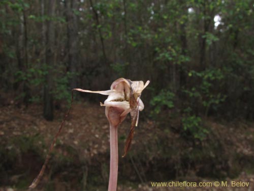 Image of Arachnitis uniflora (). Click to enlarge parts of image.