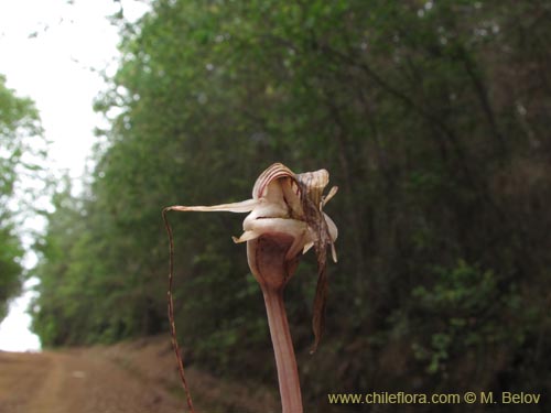 Image of Arachnitis uniflora (). Click to enlarge parts of image.