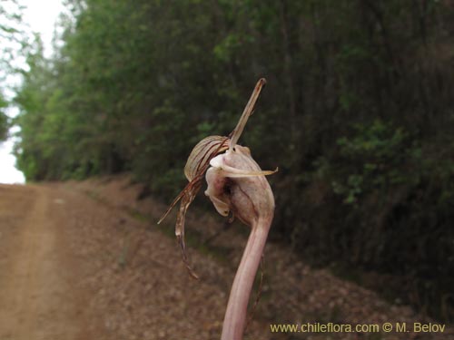 Фотография Arachnitis uniflora (). Щелкните, чтобы увеличить вырез.