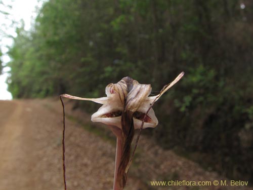 Image of Arachnitis uniflora (). Click to enlarge parts of image.