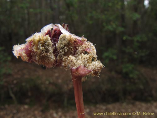 Image of Arachnitis uniflora (). Click to enlarge parts of image.