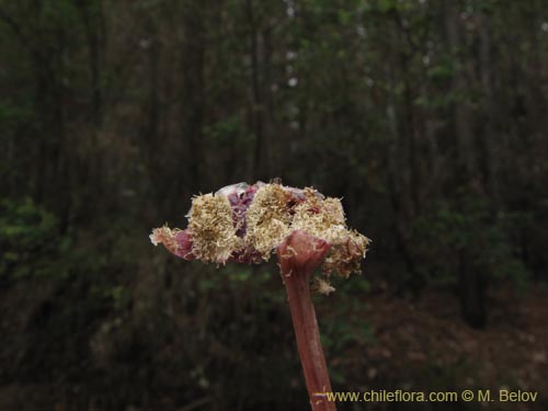 Imágen de Arachnitis uniflora (). Haga un clic para aumentar parte de imágen.