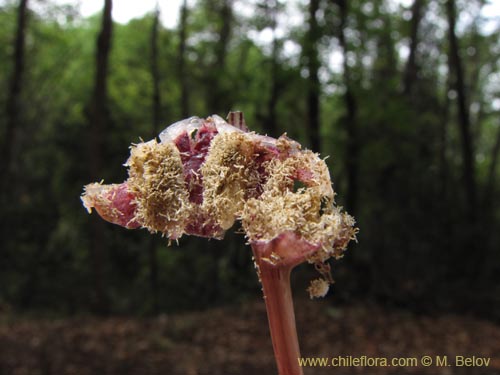 Фотография Arachnitis uniflora (). Щелкните, чтобы увеличить вырез.