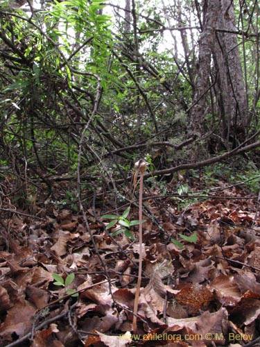 Фотография Arachnitis uniflora (). Щелкните, чтобы увеличить вырез.