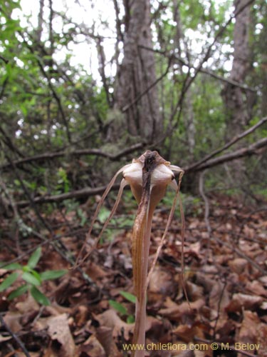 Фотография Arachnitis uniflora (). Щелкните, чтобы увеличить вырез.