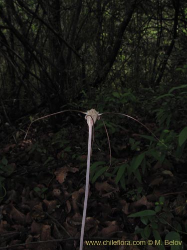 Фотография Arachnitis uniflora (12/4/2009). Щелкните, чтобы увеличить вырез.