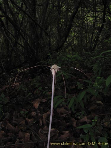 Image of Arachnitis uniflora (). Click to enlarge parts of image.