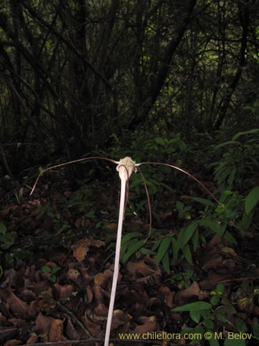 Фотография Arachnitis uniflora (12/4/2009). Щелкните, чтобы увеличить вырез.