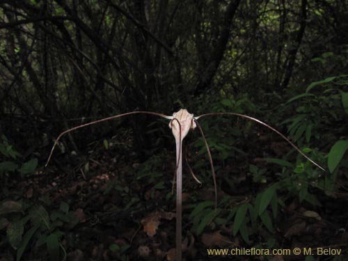 Imágen de Arachnitis uniflora (). Haga un clic para aumentar parte de imágen.