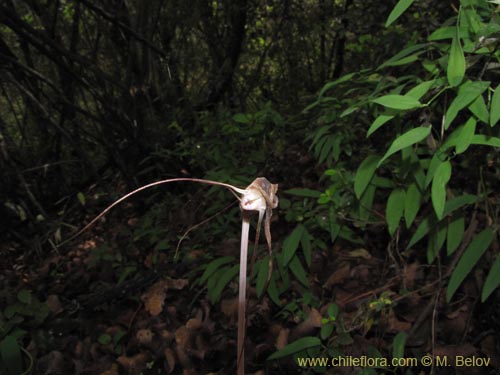 Image of Arachnitis uniflora (). Click to enlarge parts of image.