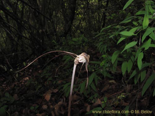 Image of Arachnitis uniflora (). Click to enlarge parts of image.