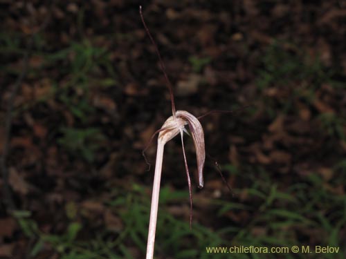 Image of Arachnitis uniflora (). Click to enlarge parts of image.