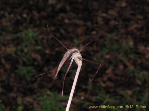 Image of Arachnitis uniflora (). Click to enlarge parts of image.