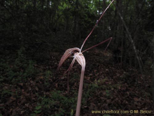 Image of Arachnitis uniflora (). Click to enlarge parts of image.