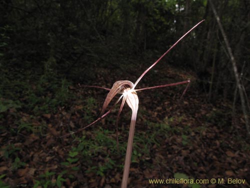 Фотография Arachnitis uniflora (). Щелкните, чтобы увеличить вырез.