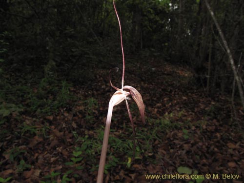 Image of Arachnitis uniflora (). Click to enlarge parts of image.