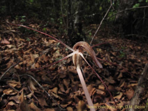 Фотография Arachnitis uniflora (). Щелкните, чтобы увеличить вырез.