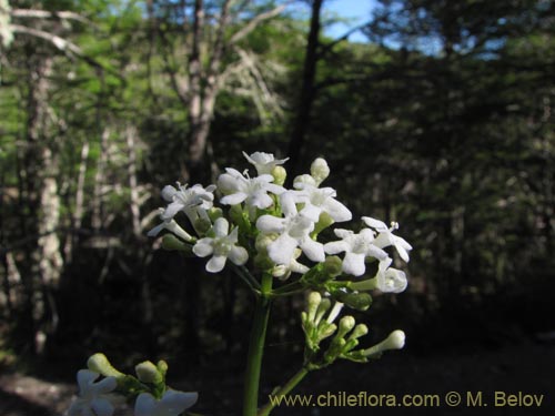 Image of Valeriana sp. #2206 (). Click to enlarge parts of image.